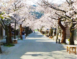 がいせん桜通り