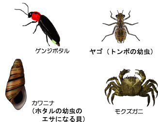 川の中の生物