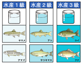 川の水がどれくらいきれいだと魚がすめるの