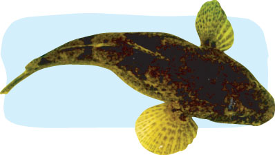 魚の名前を教えて