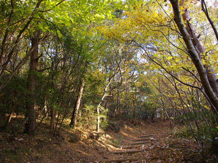 極楽寺山：アカマツ林