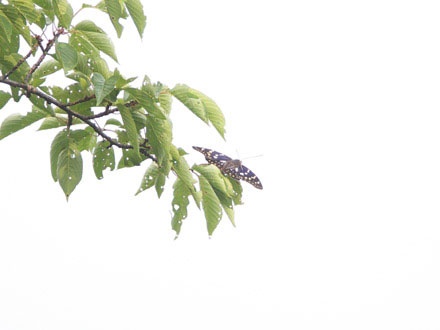 毘沙門天:落葉樹林（コナラ林）
