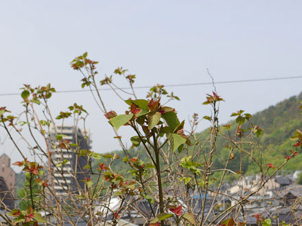 毘沙門天:土砂移動跡