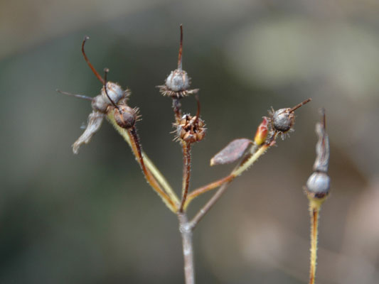 ウスギヨウラク (Menziesia cilicalix)