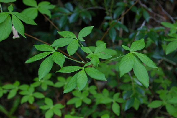 広島西部山系 植生図鑑
