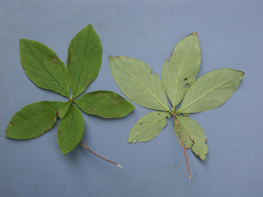 ウスギヨウラク (Menziesia cilicalix)