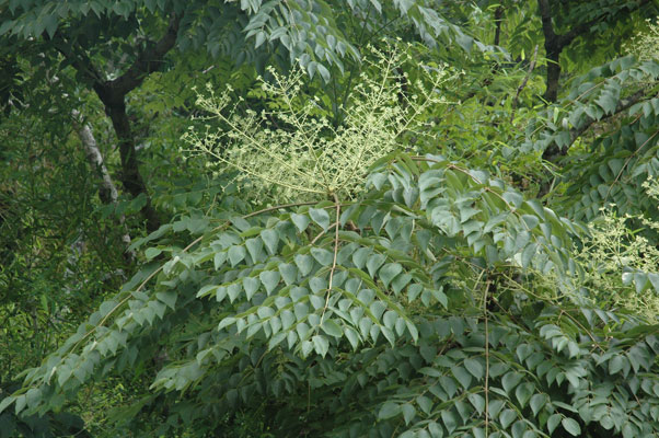 広島西部山系 植生図鑑