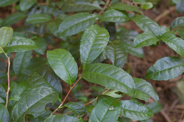 広島西部山系 植生図鑑