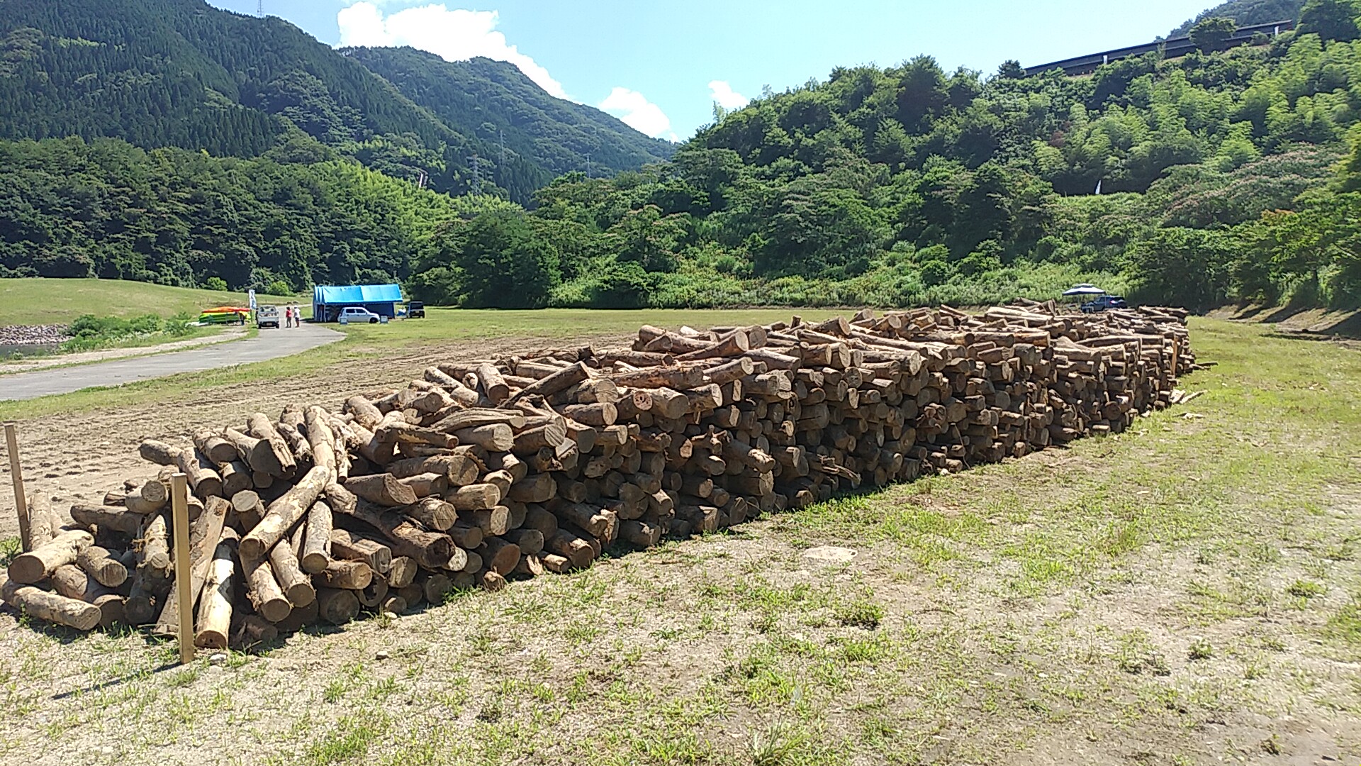 伐採木1