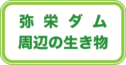 弥栄ダム周辺の生き物