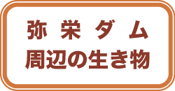 弥栄ダム周辺の生き物