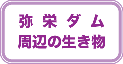 弥栄ダム周辺の生き物