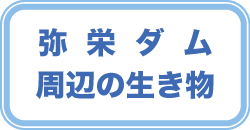 弥栄ダム周辺の生き物