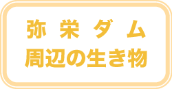 弥栄ダム周辺の生き物