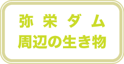 弥栄ダム周辺の生き物