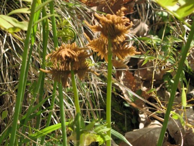 ゼンマイ 植物 弥栄ダム周辺の生き物