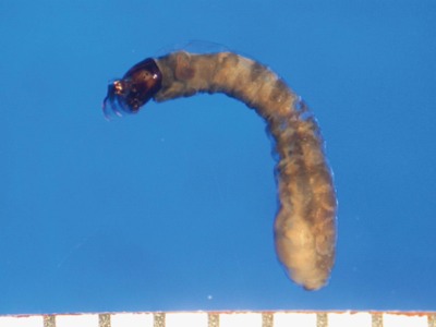 ブユ類 Simulium属の一種 底生動物 弥栄ダム周辺の生き物