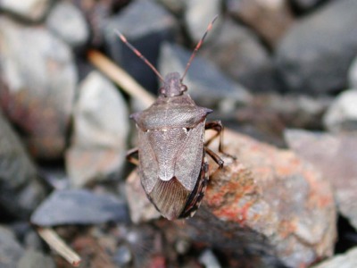 クチブトカメムシの写真