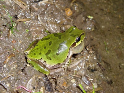 ニホンアマガエルの写真