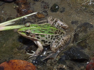 トノサマガエルの写真