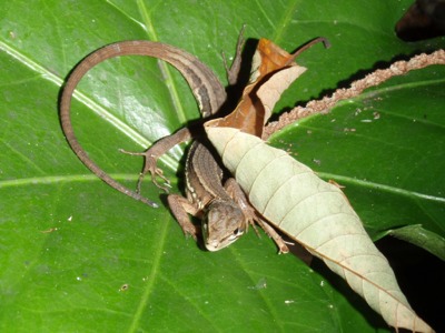 ニホンカナヘビの写真