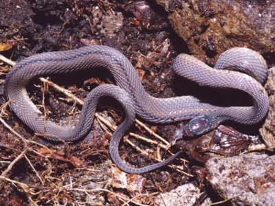 タカチホヘビ 爬虫類 弥栄ダム周辺の生き物