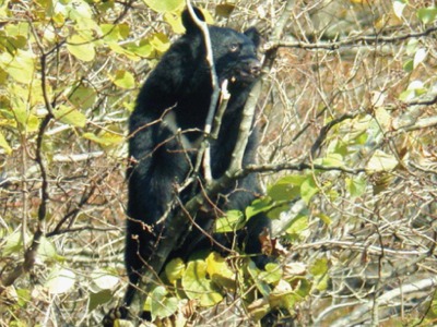 ツキノワグマの写真